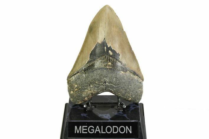 Fossil Megalodon Tooth - North Carolina #354474